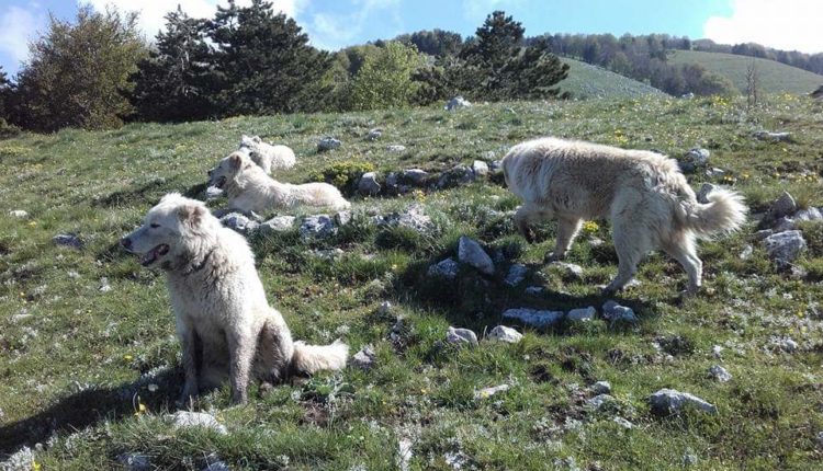 Cani-in-montagna