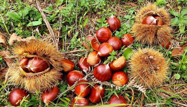 Castagne-e-ricci-2020-2