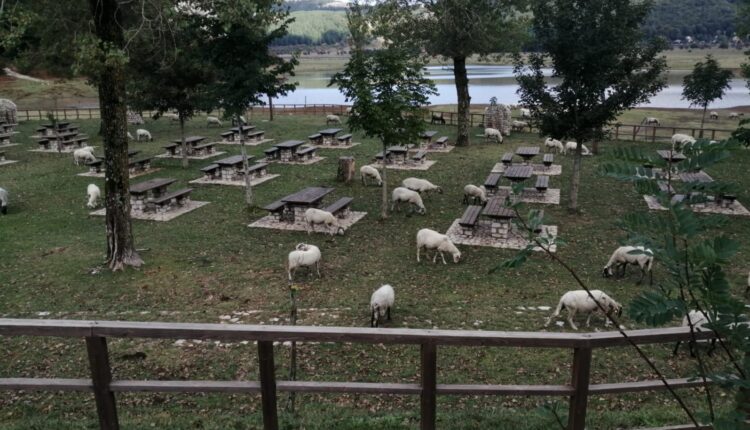 Laceno-2020-pecore-nell-area-pic-nic