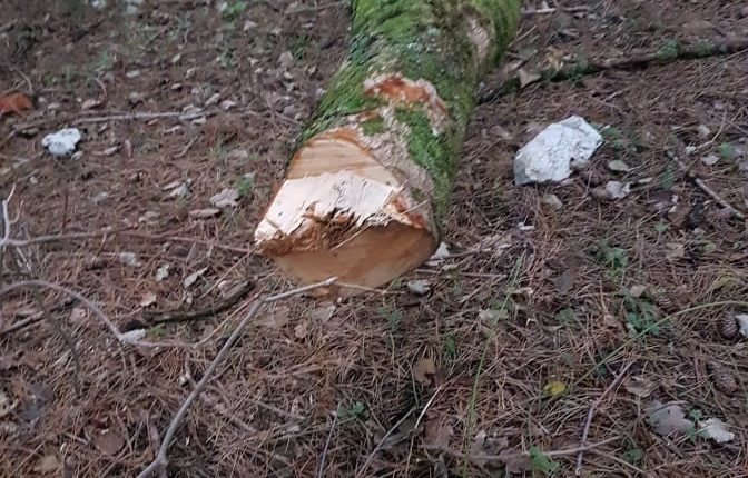 Laceno-Chianizzi-Dicembre-2019-taglio-abusivo-legname-2