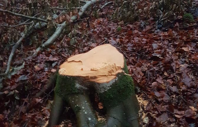 Laceno-Colle-della-Molella-Dicembre-2019-taglio-abusivo-legname-2