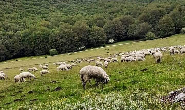 Pecore-Laceno