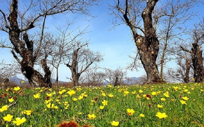 castagneti-ricci-e-fiori