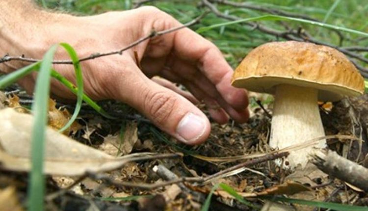 come-raccogliere-funghi